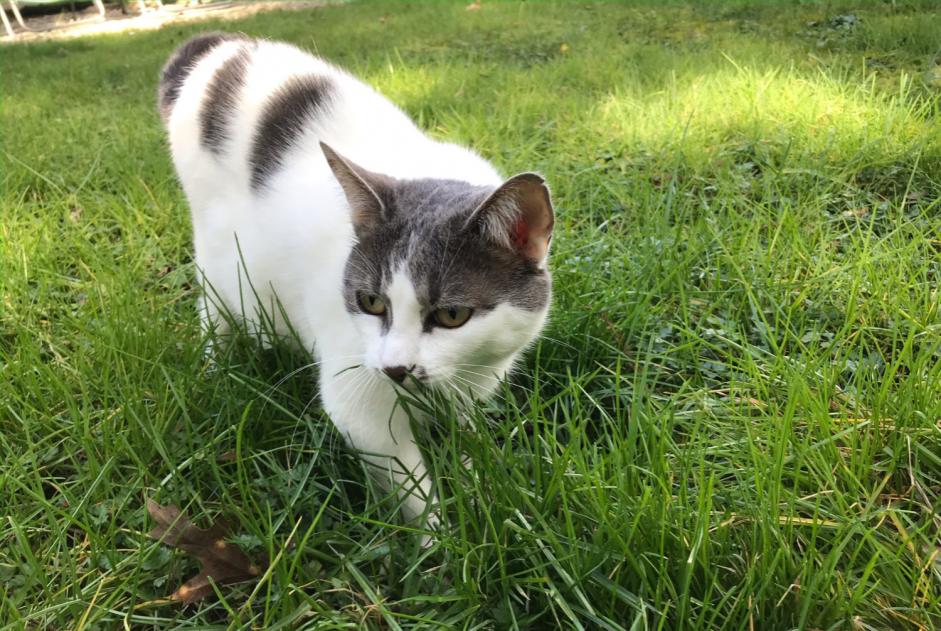 Vermisstmeldung Katze rassenmischung  Weiblich , 6 jahre Palluau Frankreich