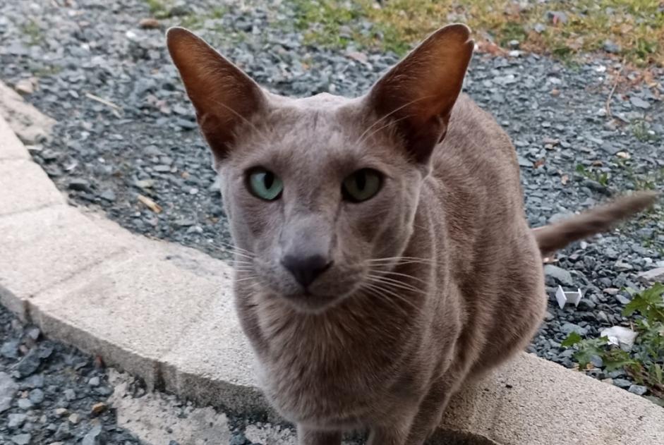 Disappearance alert Cat  Male , 5 years Saint-Pierre-du-Chemin France