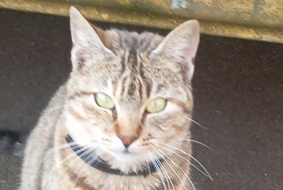 Discovery alert Cat Female Rives de l'Yon France