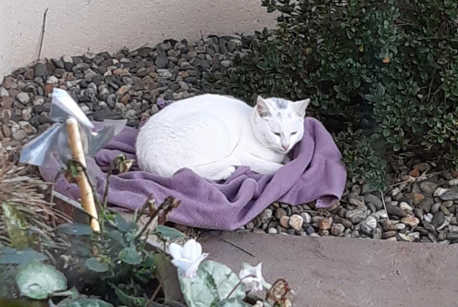 Alerta de Hallazgo Gato Macho Chantonnay Francia