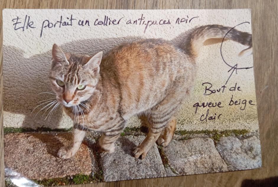 Alerta de Hallazgo Gato Hembra Rives de l'Yon Francia